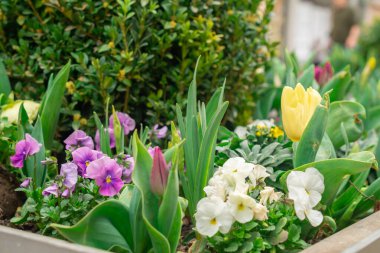 Parktaki çiçek tarhında çiçekler.