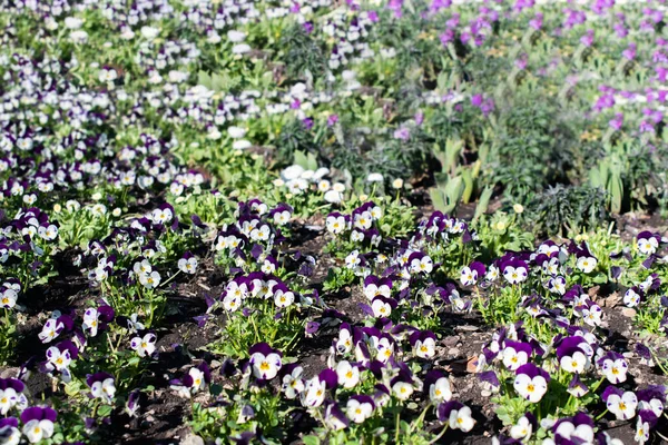Květiny Květinovém Záhonu Parku — Stock fotografie