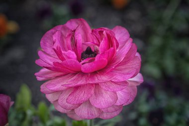 Yeşil yapraklar ve mor viyola çiçeklerinden oluşan bulanık bahçeli, çift pembe ranunculus çiçeklerinin fotoğrafı. Tecolote ranunculus
