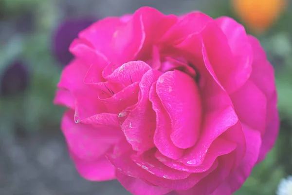 Fénykép Néhány Dupla Rózsaszín Ranunculus Virágok Növekvő Homályos Kert Háttér — Stock Fotó