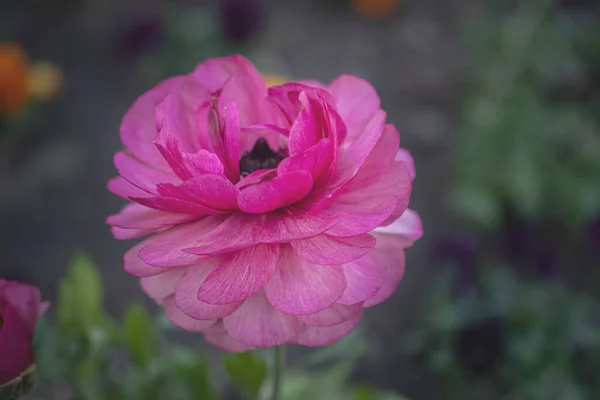 Photo Some Double Pink Ranunculus Flowers Growing Blurred Garden Background — Fotografia de Stock