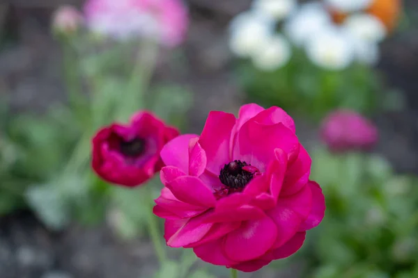 Photo Some Double Pink Ranunculus Flowers Growing Blurred Garden Background — Stock Photo, Image