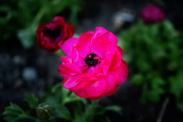 Zdjęcie Niektórych Podwójnie Różowe Kwiaty Ranunculus Rośnie Rozmytym Tle Ogród — Zdjęcie stockowe