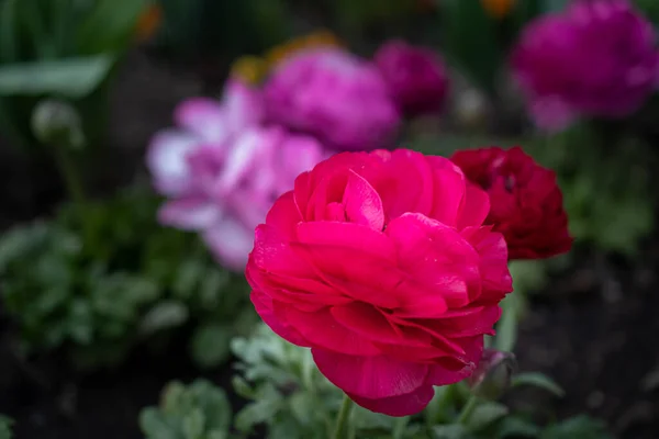 Photo Some Double Pink Ranunculus Flowers Growing Blurred Garden Background — Stock Photo, Image