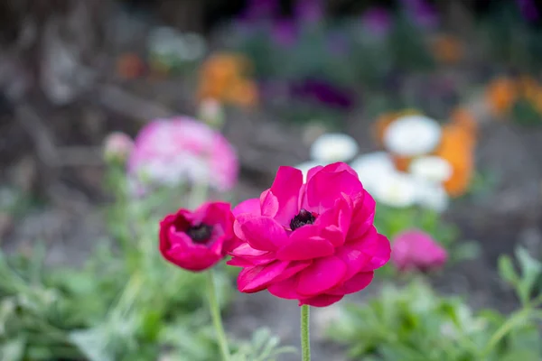 Photo Some Double Pink Ranunculus Flowers Growing Blurred Garden Background — Photo