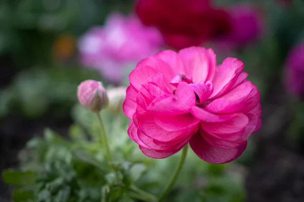 Zdjęcie Niektórych Podwójnie Różowe Kwiaty Ranunculus Rośnie Rozmytym Tle Ogród — Zdjęcie stockowe