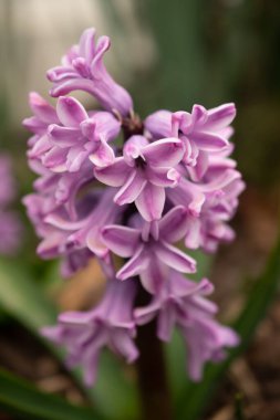 Soyut bir arka planda Hyacinthus Orientalis çiçeği. Pembe (Carnegie) sümbül. Merhaba Bahar.