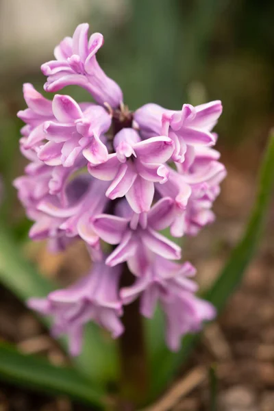 Hyacinthus Orientalis Flower Abstract Background Pink Carnegie Hyacinth Hello Spring —  Fotos de Stock