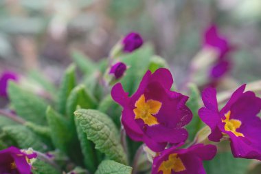 Baharın habercisi, mor renkli Çuha Çiçekleri Genellikle ilk bahar çiçekleri