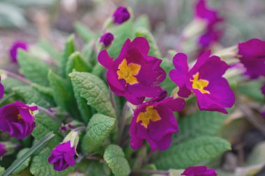 Baharın habercisi, mor renkli Çuha Çiçekleri Genellikle ilk bahar çiçekleri