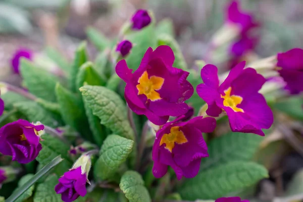 Baharın habercisi, mor renkli Çuha Çiçekleri Genellikle ilk bahar çiçekleri