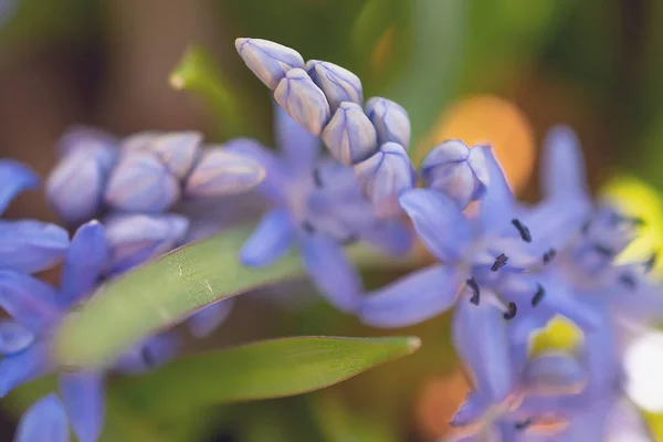 Primeiras Flores Primavera Bluebell — Fotografia de Stock