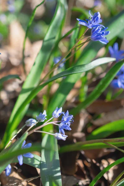 First Spring Flowers Bluebell — Stok fotoğraf