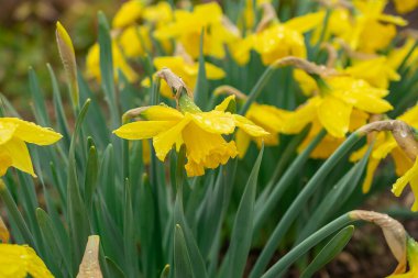 Parktaki bir çiçek tarlasında çiçekler, narsis.