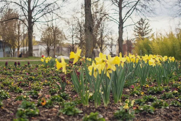 Fleurs Dans Parterre Fleurs Dans Parc Narcisse — Photo