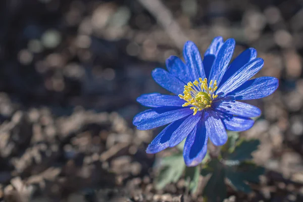 Fuzzy Sasanka Modrý Květ — Stock fotografie