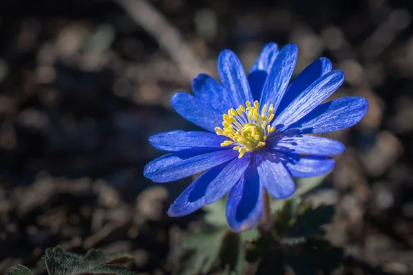 Unscharfe Anemone Blaue Blume Blüht — Stockfoto