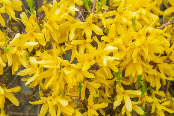 Forsythia Koreana Macro Foto Flores Amarillas Una Rama Primavera —  Fotos de Stock