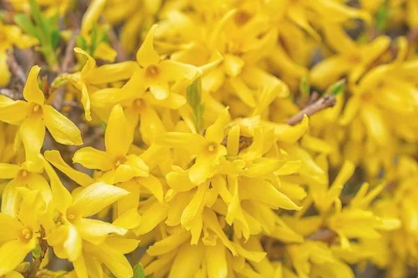 Forsythia Koreana Macro Photo Yellow Flowers Branch Spring — Fotografia de Stock