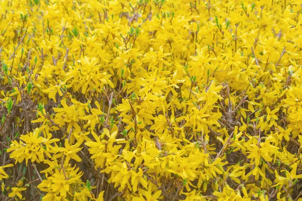 Forsythia Koreana Macro Foto Flores Amarillas Una Rama Primavera —  Fotos de Stock