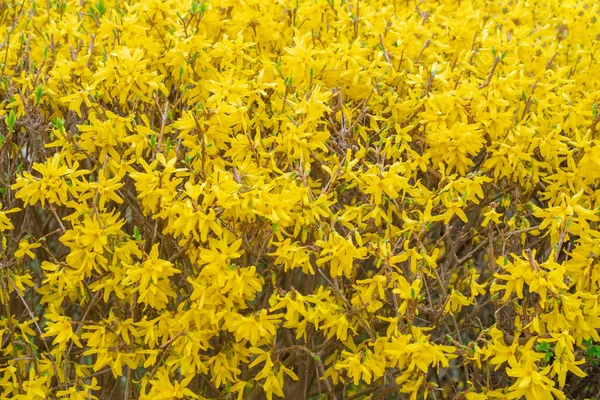 Forsythia Koreana Macro Photo Yellow Flowers Branch Spring — Fotografia de Stock