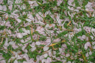 Bahar mevsiminde Sakura ağacı, kiraz çiçeği açar.