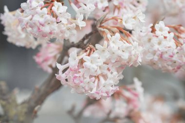 Bahar mevsiminde Sakura ağacı, kiraz çiçeği açar.