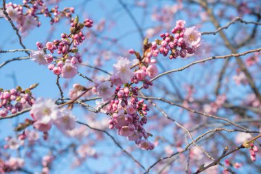 Bahar mevsiminde Sakura ağacı, kiraz çiçeği açar.