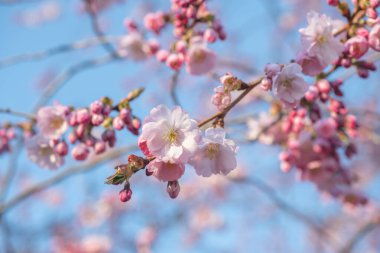 Bahar mevsiminde Sakura ağacı, kiraz çiçeği açar.