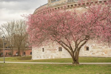 Bahar mevsiminde Sakura ağacı, kiraz çiçeği açar.