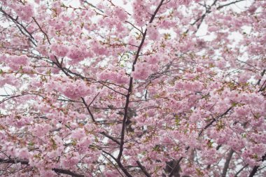 Sakura tree during spring season, Cherry blossom bloom