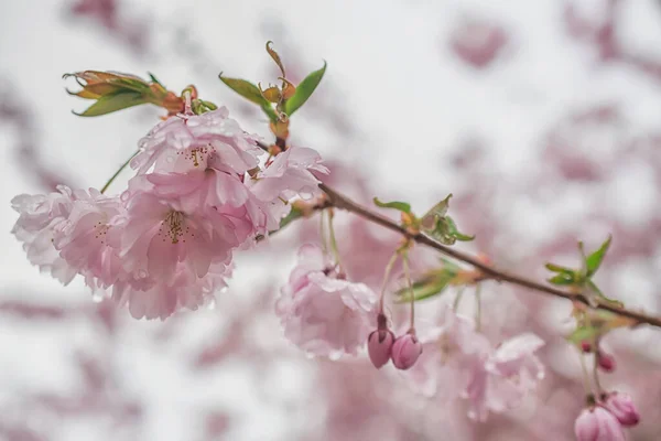 Sakura Tree Spring Season Cherry Blossom Bloom — Stock Photo, Image