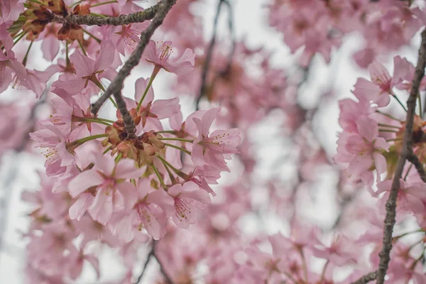 Sakura Árvore Durante Temporada Primavera Flor Cerejeira — Fotografia de Stock