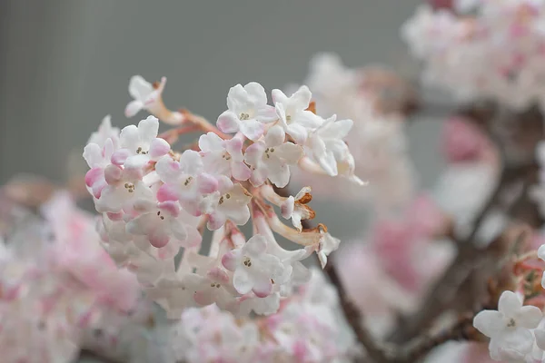 Sakura Árvore Durante Temporada Primavera Flor Cerejeira — Fotografia de Stock