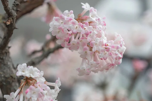 Sakura Tree Spring Season Cherry Blossom Bloom — Foto Stock