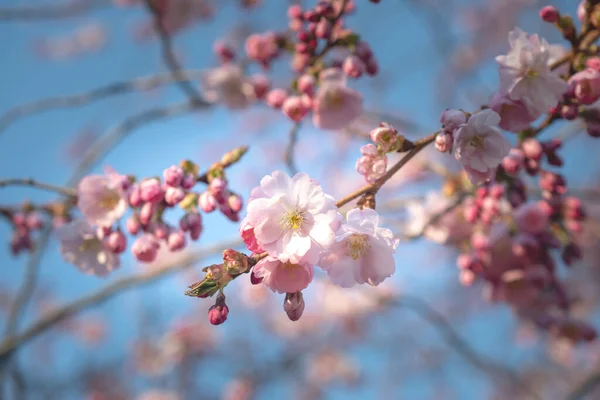 Sakura Árvore Durante Temporada Primavera Flor Cerejeira — Fotografia de Stock