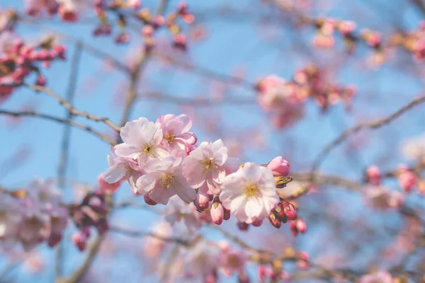 Sakura Árvore Durante Temporada Primavera Flor Cerejeira — Fotografia de Stock