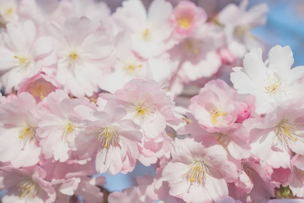 Sakura Árvore Durante Temporada Primavera Flor Cerejeira — Fotografia de Stock
