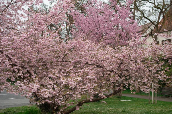 Sakura Tree Spring Season Cherry Blossom Bloom — Stock Photo, Image