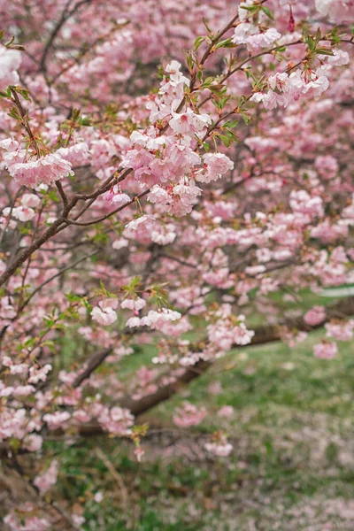 Sakura Árvore Durante Temporada Primavera Flor Cerejeira — Fotografia de Stock