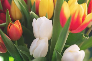 Bir buket lale yakın plan.