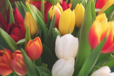 Bir buket lale yakın plan.