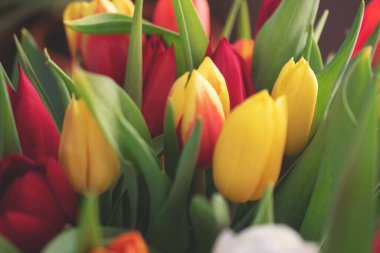 Bir buket lale yakın plan.