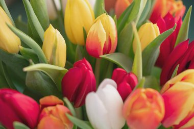 Bir buket lale yakın plan.