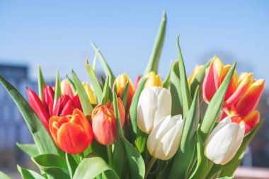 Bir buket lale yakın plan.