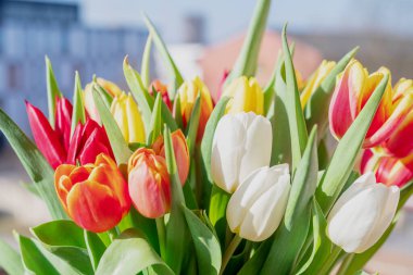 Bir buket lale yakın plan.