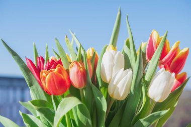 Bir buket lale yakın plan.