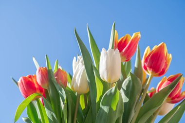 Bir buket lale yakın plan.