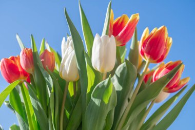 Bir buket lale yakın plan.