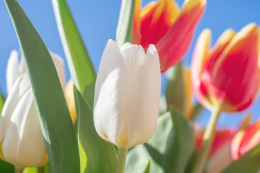 Bir buket lale yakın plan.